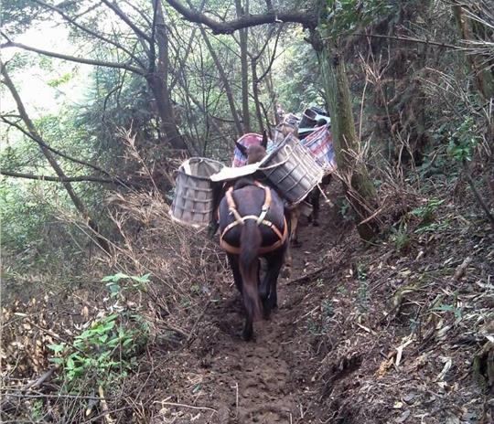 安徽马帮运输公司