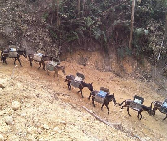 安徽山路马帮运输