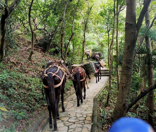 安徽马队运输电话