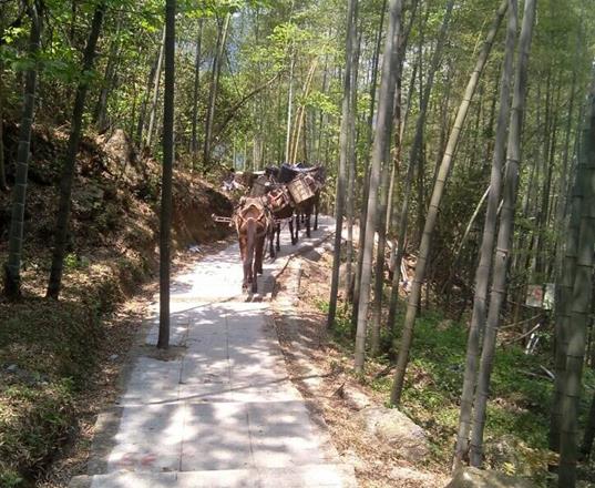 安徽马队运输公司