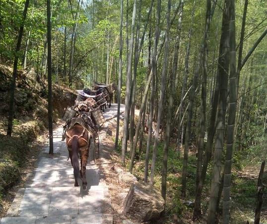 安徽山路马队运输