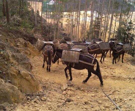 安徽山区马队运输