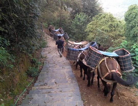 安徽骡马运输电话