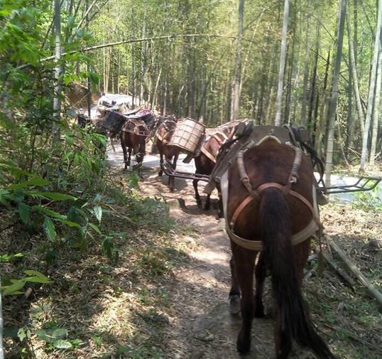 安徽骡马运输公司