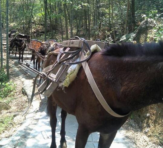 安徽山路骡马运输