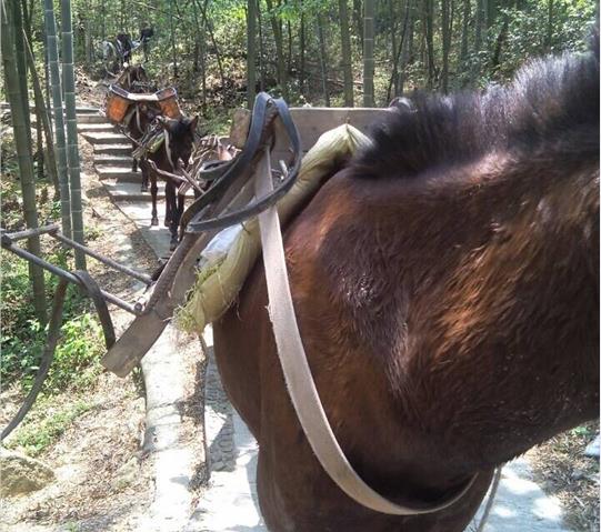 安徽骡马队运输