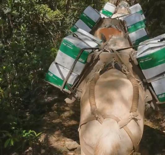 安徽骡马山路运输