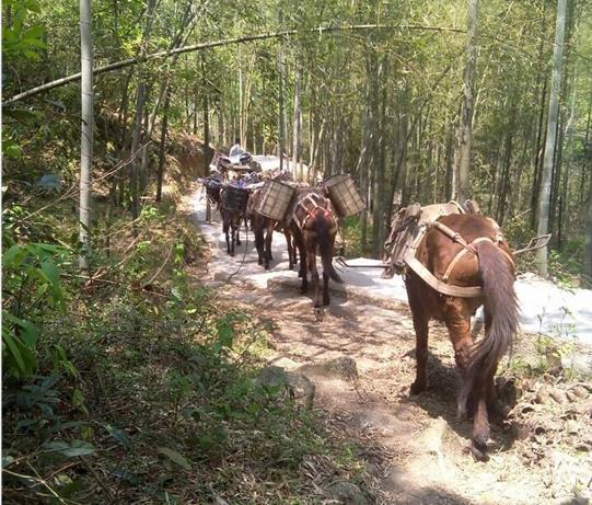 安徽马帮运输电话