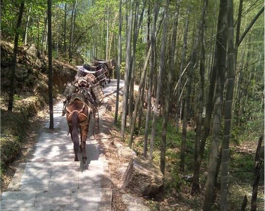 安徽山区骡马运输